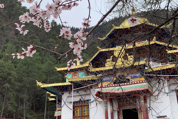 《西藏林芝桃花行.5》布久喇嘛林寺