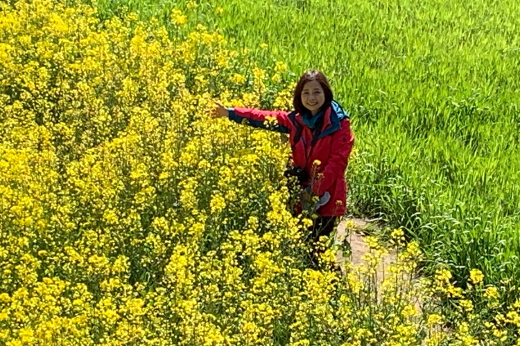 《西藏林芝桃花行.16》油菜花海