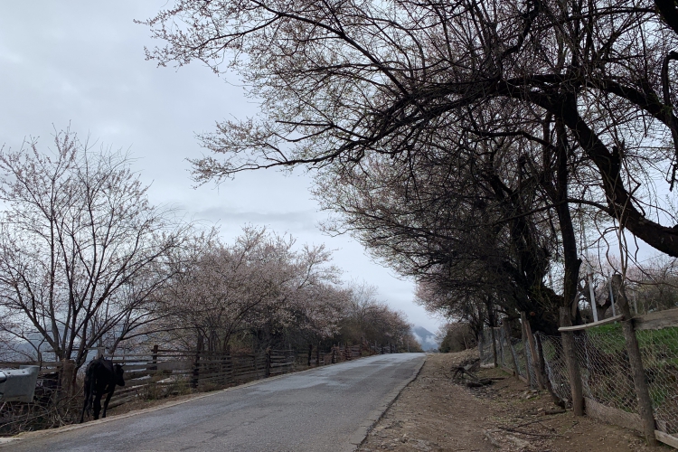 《西藏林芝桃花行.17》我的靜泉之憶