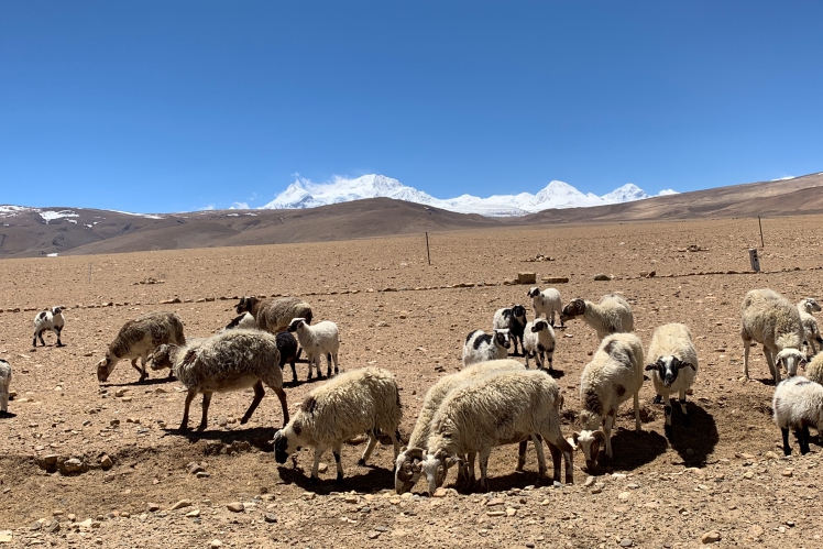《西藏阿里行.18》放牧的草原