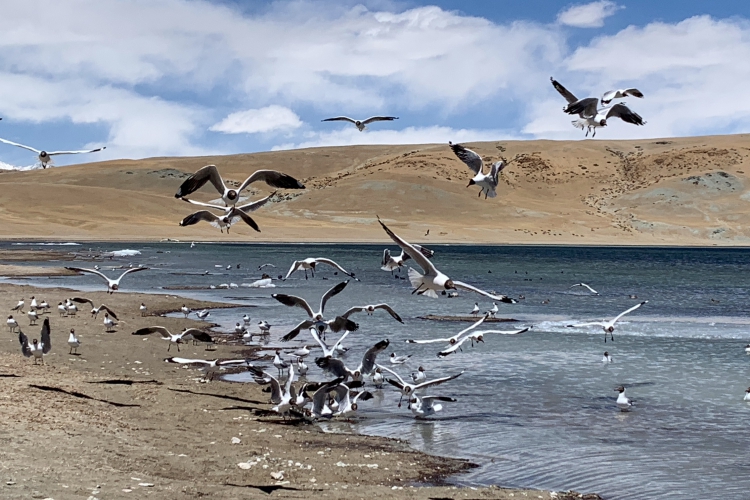 《西藏阿里行.29》當水鳥飛起的時候