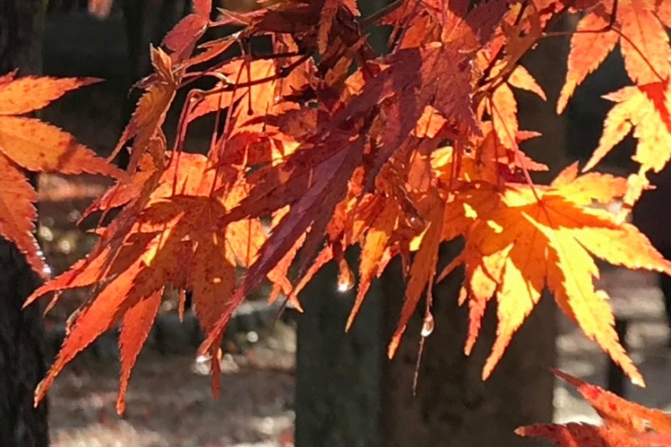 《紅樓夢導讀》大老婆的反擊