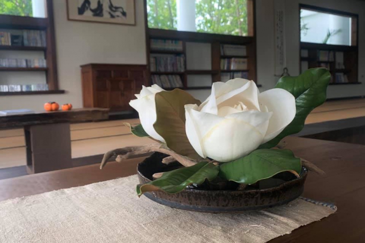 《浮生.8》印度紫檀,花開了