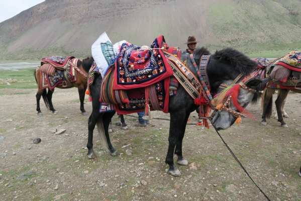 我和我的藏族馬伕03