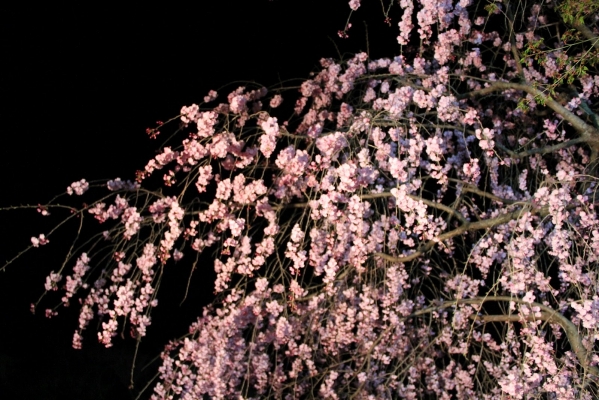 櫻之夜色，光影流燦05