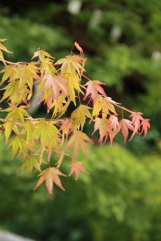 為了楓紅而出走01