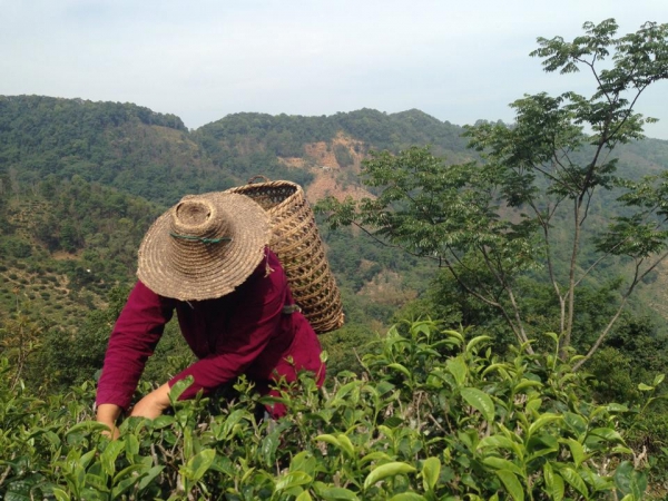 踏查茶山之血汗寫真02