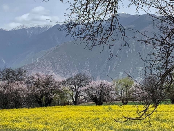 尼洋河油菜花田01