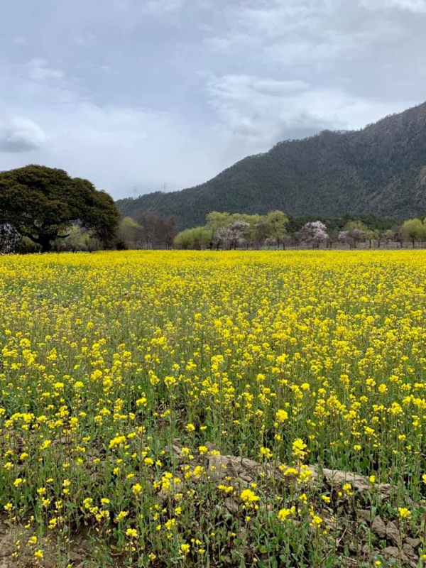 尼洋河油菜花田03