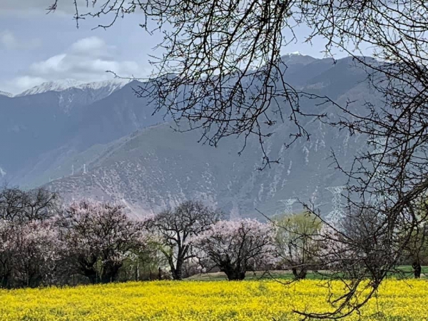 尼洋河油菜花田05