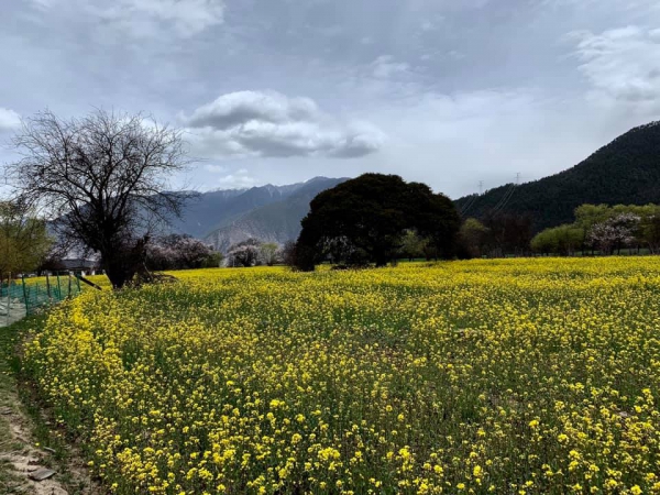 尼洋河油菜花田07