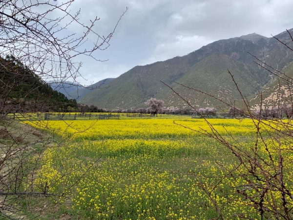 尼洋河油菜花田10