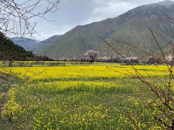 尼洋河油菜花田12