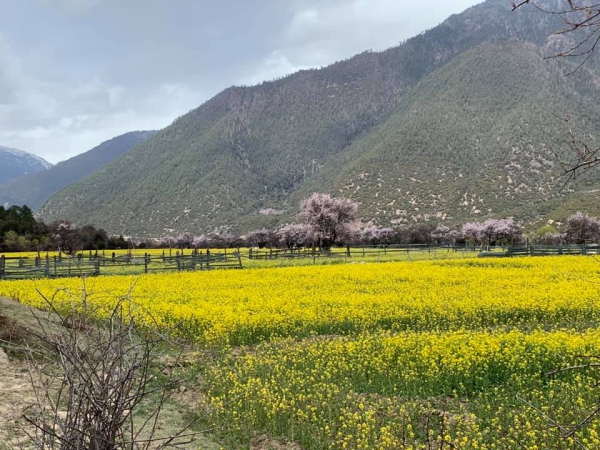 尼洋河油菜花田14