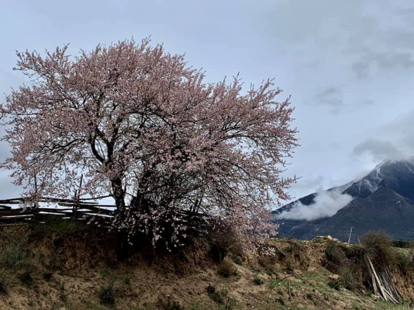 嘎朗桃花村04