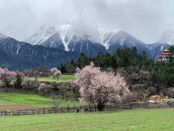 嘎朗桃花村08