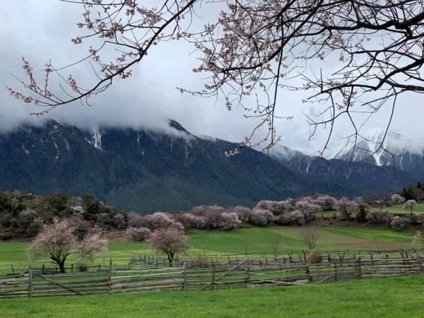 嘎朗桃花村09