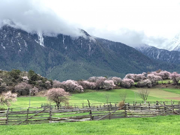 嘎朗桃花村11