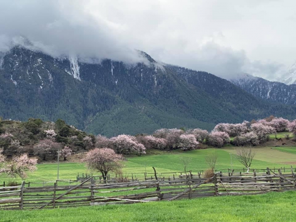 嘎朗桃花村13