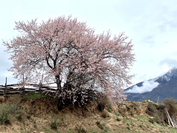 嘎朗桃花村17