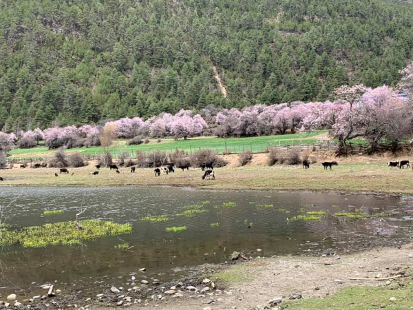 嘎朗桃花村18