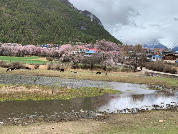 嘎朗桃花村19