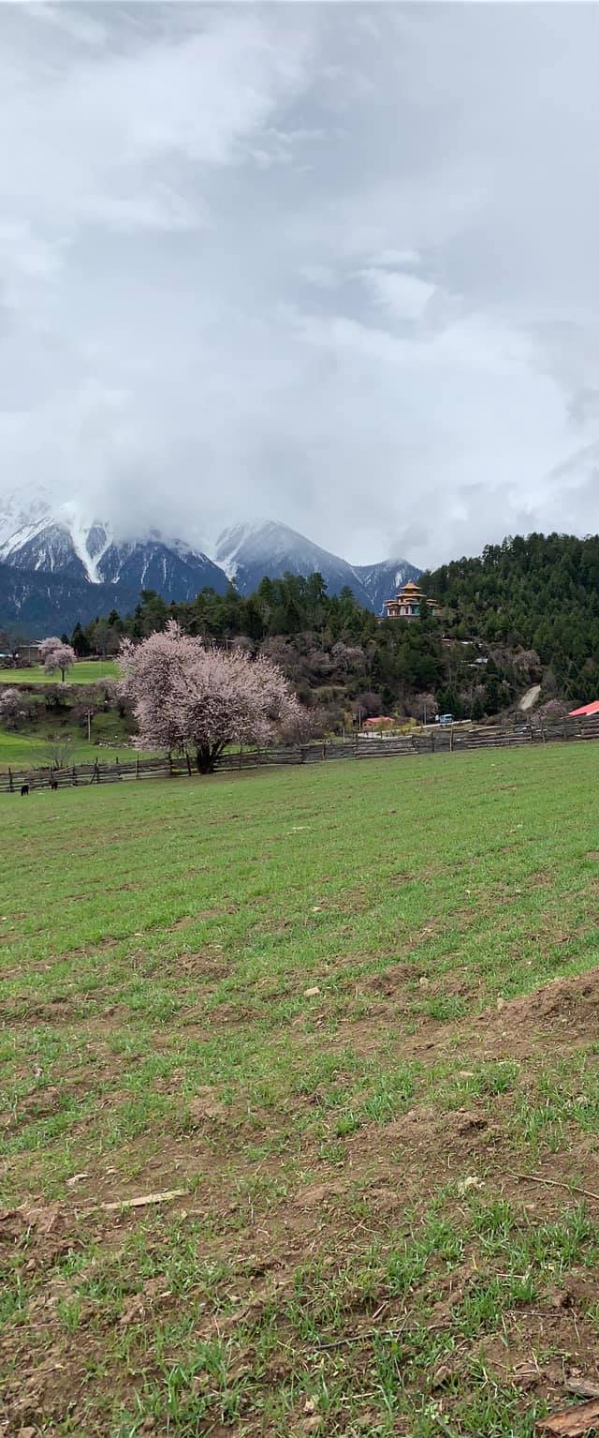 嘎朗桃花村24