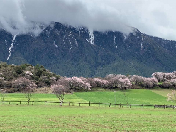 嘎朗桃花村25