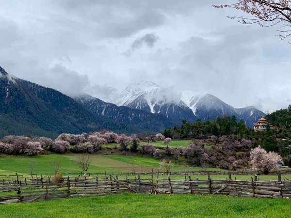 嘎朗桃花村26