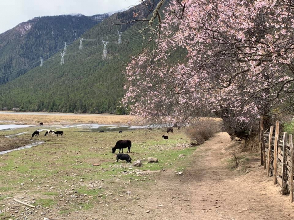 嘎朗桃花村29