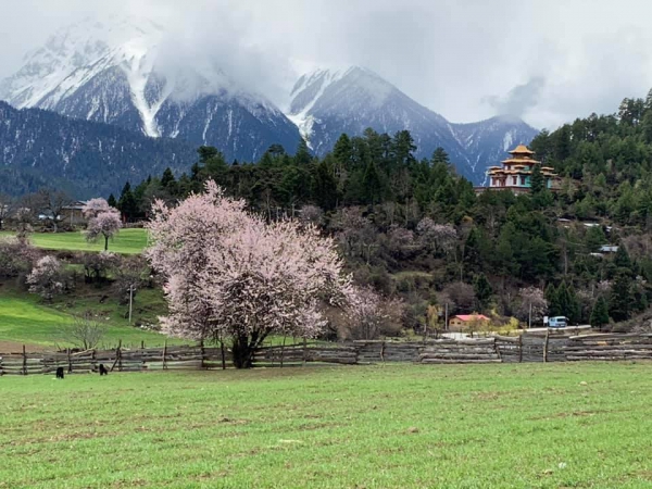 嘎朗桃花村33