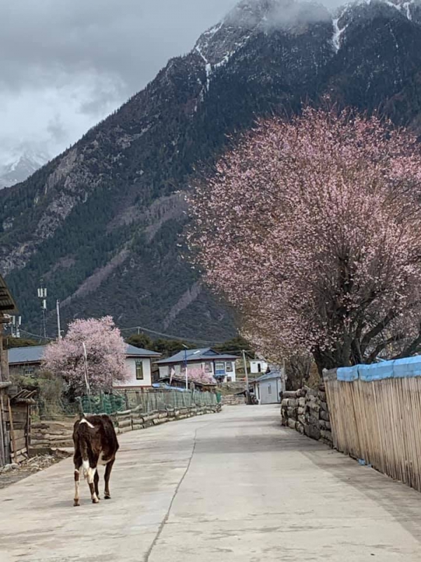 嘎朗桃花村34