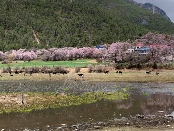 嘎朗桃花村35