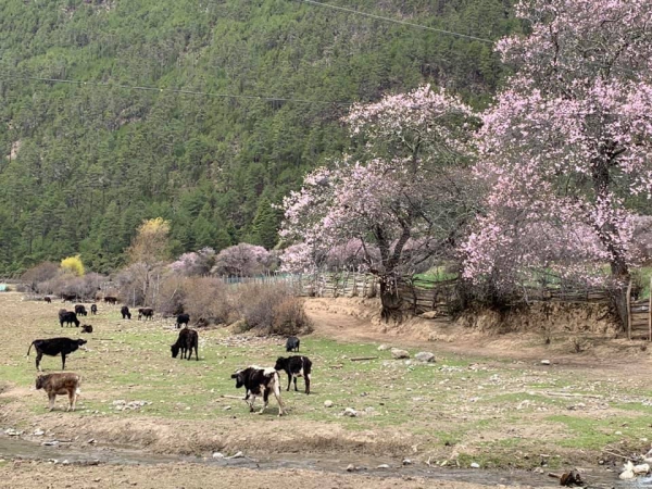 嘎朗桃花村36