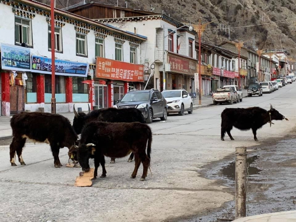 偉色老爺爺的哈達10