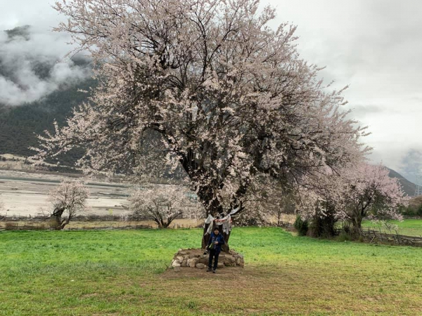 玉許桃花溝10