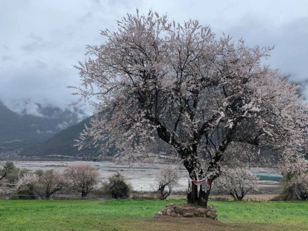 玉許桃花溝14