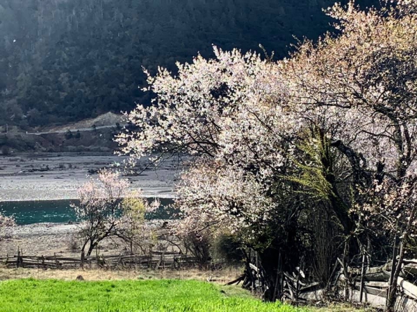 玉許桃花溝20