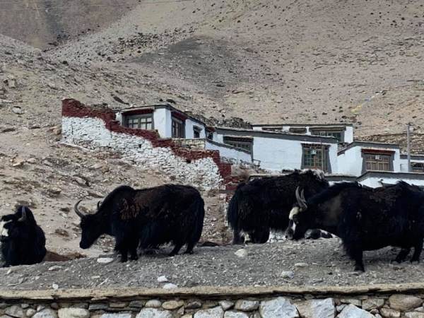 《西藏阿里行.13》海拔5200m的考驗19