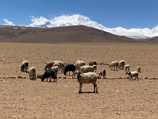 《西藏阿里行.18》放牧的草原01