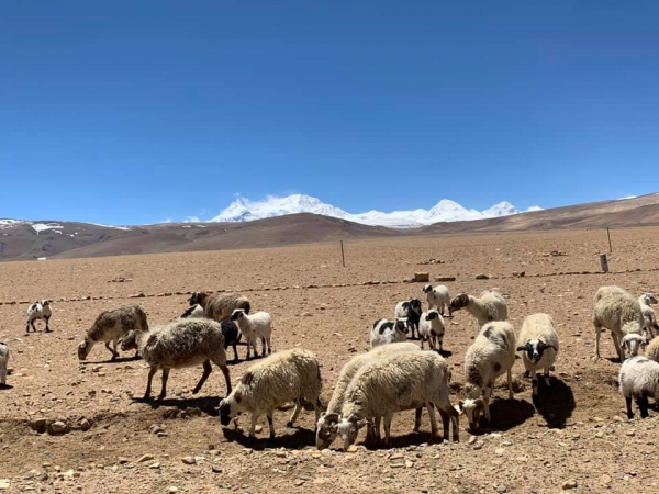 《西藏阿里行.18》放牧的草原04