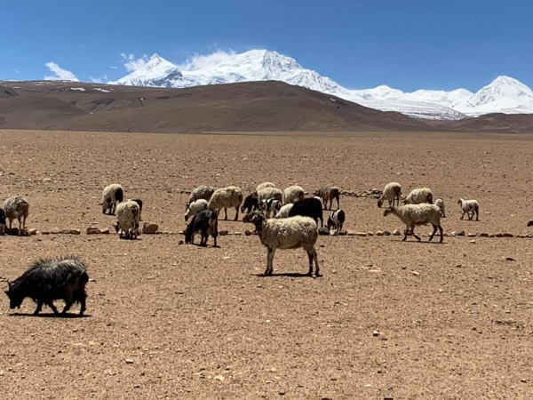 《西藏阿里行.18》放牧的草原05