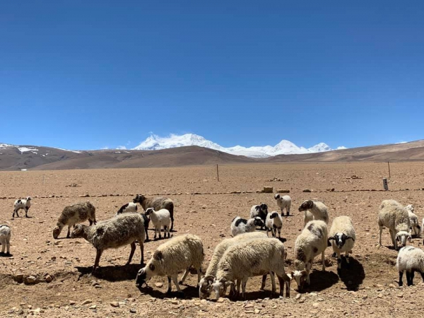《西藏阿里行.18》放牧的草原06