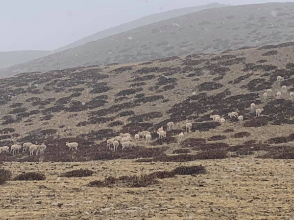 《西藏阿里行.26》藏羚羊，別跑！03