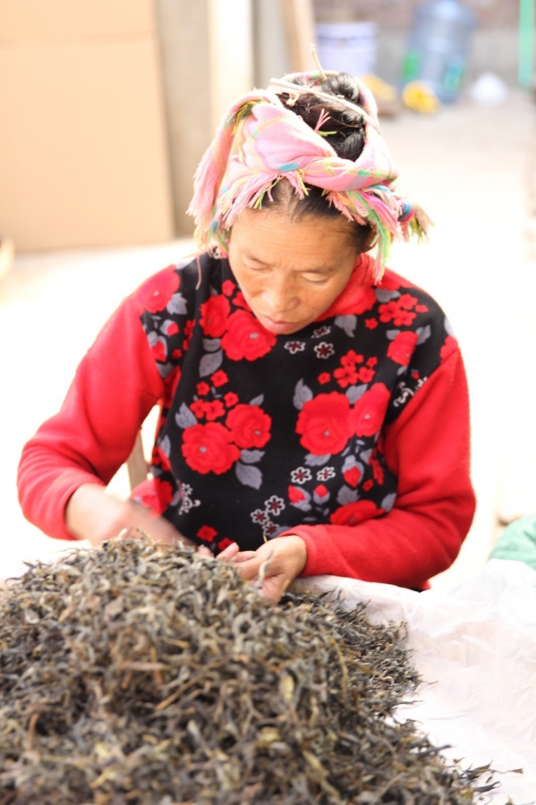 【普洱茶錄.作者序】亙古的茶山傳奇02