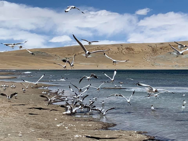 《西藏阿里行.29》當水鳥飛起的時候05