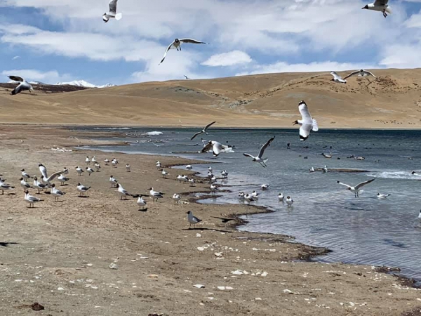 《西藏阿里行.29》當水鳥飛起的時候11