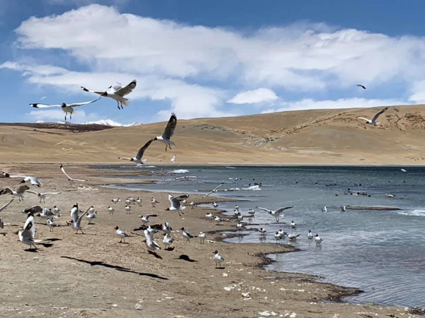 《西藏阿里行.29》當水鳥飛起的時候12