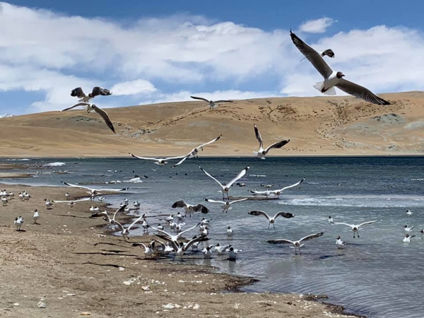 《西藏阿里行.29》當水鳥飛起的時候15