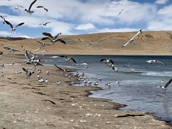 《西藏阿里行.29》當水鳥飛起的時候16